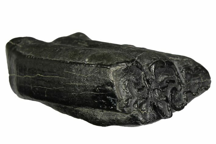 Pleistocene Aged Fossil Horse Tooth - South Carolina #178827